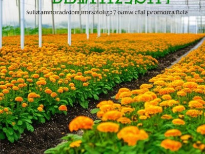 万寿菊标准化种植技术规程，DB11/T 1127-2014，助力产业品质提升