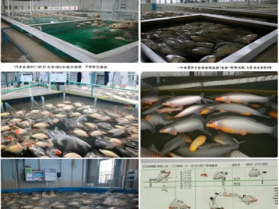 银鲫养殖技术规程DB34/T 420-2004深度解析与应用研究