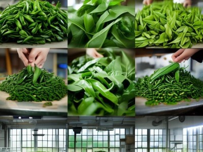桑叶茶加工工艺规范解读与实际应用研究