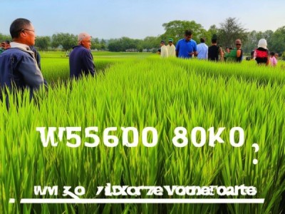 江淮杂交中籼稻单产突破800kg/667m²栽培技术全解析