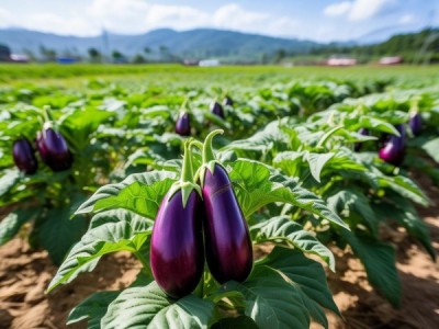 金昌市推广无公害茄子种植技术规程成效显著