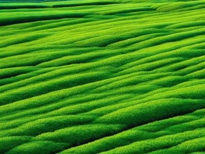 富硒茭白标准化种植技术规程,DB43/T 1099-2015推动农业高质量发展