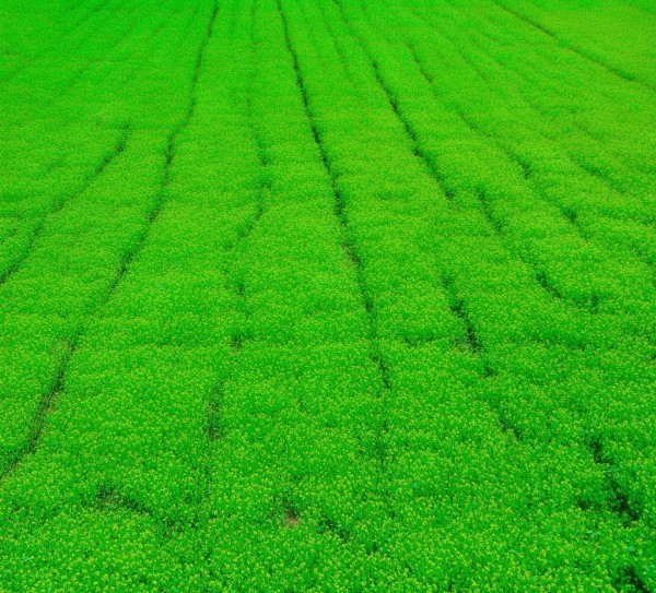 江蔬一号丝瓜品质特性与DB32/T 810-2005标准栽培技术解析,江蔬一号丝瓜品质特性与DB32/T 810-2005标准栽培技术解析,2,栽培技术,第1张