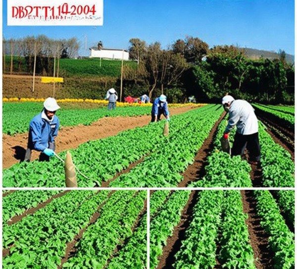 金昌市DB62/T 1140-2004标准下萝卜无公害种植技术规程,金昌市DB62/T 1140-2004标准下萝卜无公害种植技术规程,2,现代化,技术规程,第1张