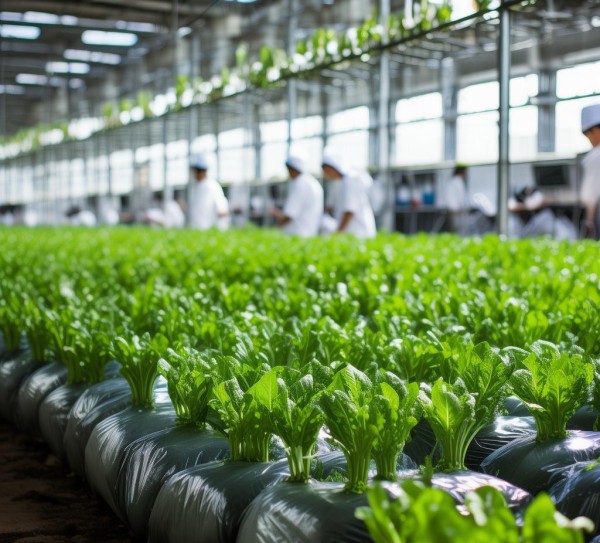 袋栽黑木耳生产中应用掖市无公害农产品技术规程的成效分析,袋栽黑木耳生产中应用掖市无公害农产品技术规程的成效分析,2,技术规程,食品安全,第1张