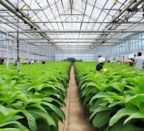 DB65/T 3630-2014标准指导下的有机种植设施农业烟粉蚤综合防控策略,DB65/T 3630-2014标准指导下的有机种植设施农业烟粉蚤综合防控策略,2,技术规程,现代化,第1张