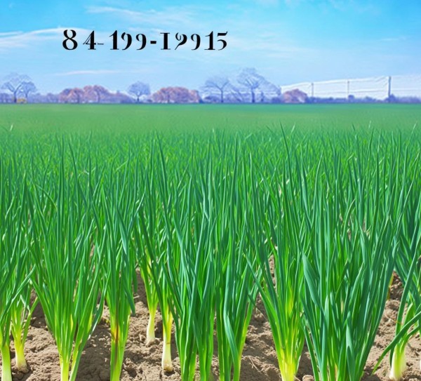 DB41/T 859-2013香葱种植技术规程，标准化种植助力香葱品质提升,DB41/T 859-2013香葱种植技术规程，标准化种植助力香葱品质提升,2,技术规程,现代化,第1张