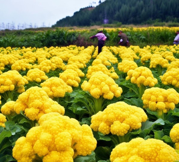 祁东黄花菜，DB43/202-2005标准下的品质与文化传承,祁东黄花菜，DB43/202-2005标准下的品质与文化传承,2,技术规程,第1张