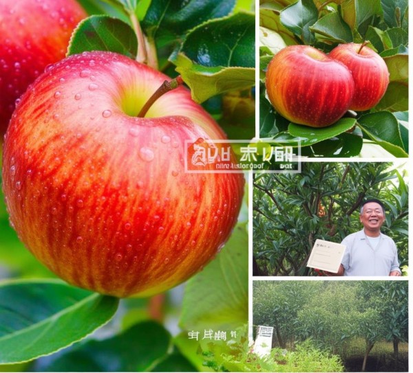 辽中寒富苹果荣膺地理标志产品认证，品质品牌双飞跃,辽中寒富苹果荣膺地理标志产品认证，品质品牌双飞跃,2,2023,消费者权益,第1张