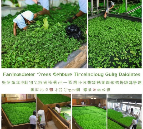 梵净山颗粒形绿茶加工技术规程解析与实施指南,梵净山颗粒形绿茶加工技术规程解析与实施指南,2,技术规程,创新,第1张