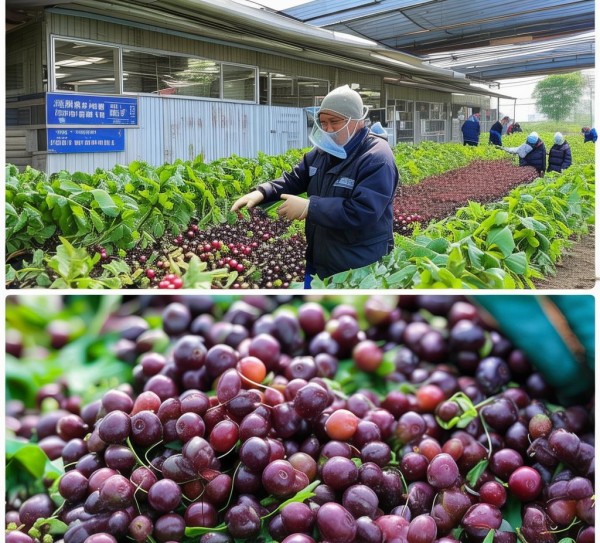 毛酸浆（菇娘）采收贮运规程解读及实际应用解析,毛酸浆（菇娘）采收贮运规程解读及实际应用解析,2,技术规程,消费者权益,第1张