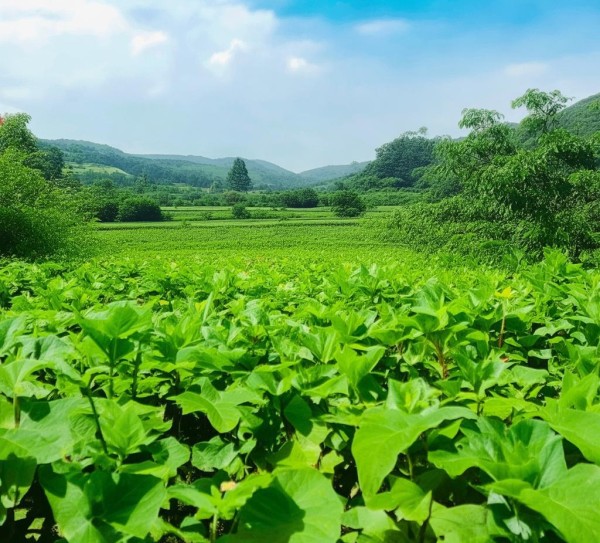 滕州马铃薯荣获地理标志产品认证，迈向全国市场,滕州马铃薯荣获地理标志产品认证，迈向全国市场,2,2023,地理标志,第1张