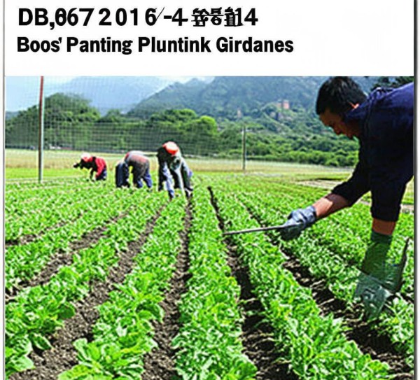 DB64/T 967-2014 牛蒡标准化种植规程，提升产业品质与效益,DB64/T 967-2014 牛蒡标准化种植规程，提升产业品质与效益,2,技术规程,现代化,第1张