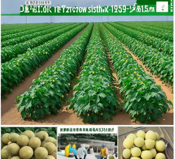 DB15/T 1350-2018，厚皮甜瓜标准化生产手册,DB15/T 1350-2018，厚皮甜瓜标准化生产手册,2,技术规程,2018,第1张