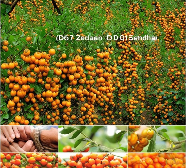 商洲枳壳，DB36/T 786-2018标准下的地理标志传承与创新之路,商洲枳壳，DB36/T 786-2018标准下的地理标志传承与创新之路,2,标准解读,创新,第1张