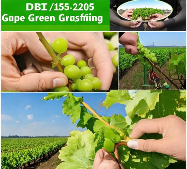 DB14/T 1585-2025，葡萄绿枝嫁接技术规程，高效提升葡萄种植效益,DB14/T 1585-2025，葡萄绿枝嫁接技术规程，高效提升葡萄种植效益,2,技术规程,现代化,第1张